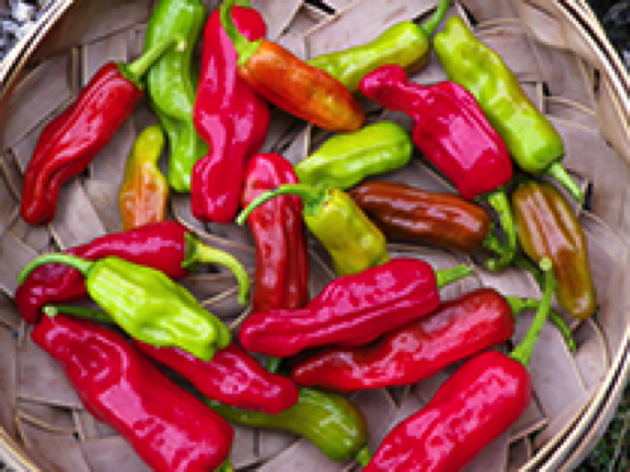 Pepperoncini Reds